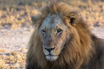 Fototapeta na wymiar Male lion (Panthera leo) resting in the morning sunlight in the Timbavati Reserve, South Africa