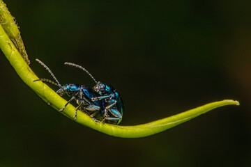 Little blue bug on the green leaves.