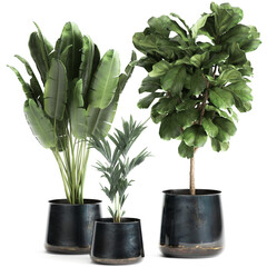 exotic plants in a black pot on white background