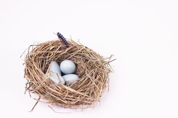  Blackbird eggs in nest isolated on white. Springtime, Happy Easter concept.Copy space for your text or design.