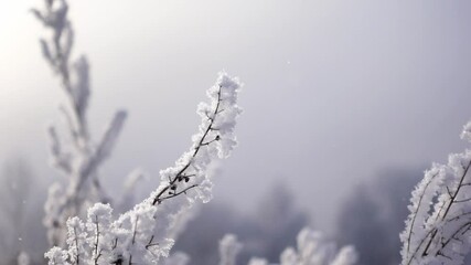 Macro view of trees' twigs covered by snow at a cold winter day in a wood filmed in slow motion. Closeup of the frozen branches in a forest among falling snowflakes. Theme of nature at low temperature