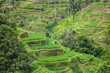 landscape from a high mountain on a beautiful background of a coffee and rice farm with small house