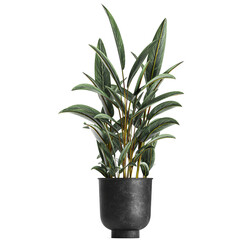 Alpinia zerumbet in a pot isolated on white background