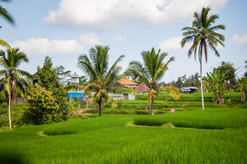 landscape from a high mountain on a beautiful background of a coffee and rice farm with small house