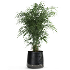palm trees in a flowerpot on a white background