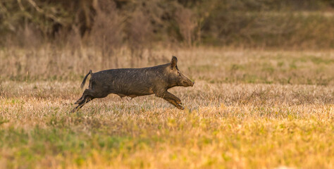 wild feral hog, pig or swine (sus scrofa) sow running in an open field in Florida 