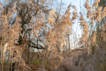 Atmospheric landscape in soft colors with grass in a sunny haze.  Fluffy panicles of marsh grass are lit by the sun, soft focus. 