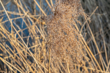 Blooming grass close-up on a blurred background in soft beige colors. Atmospheric natural background with swamp sedge. Herbs in sunlight, soft focus.