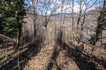Boschi di Alpicella, Parco del Monte Beigua (Savona)