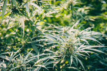 Thai Sativa Cannabis, Marijuana tree or Hemp plant growing in agriculture farm.