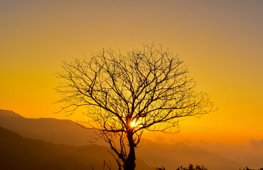 Fototapeta na wymiar Morning golden sunrise through beautiful tree.