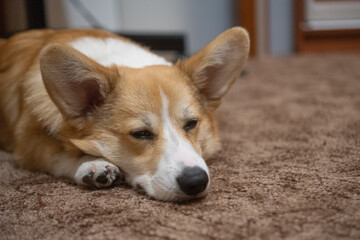 corgi puppy in the room on the carpet,