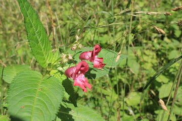 red and yellow flowers