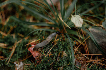 Autumn season in Minsk, Belarus. Macro photography of snail without shell on the moss in the forest. Detailed photo of shiny wet slug on the green background.