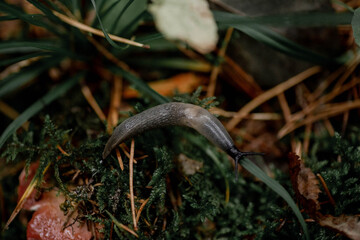 Autumn season in Minsk, Belarus. Macro photography of snail without shell on the moss in the forest. Detailed photo of shiny wet slug on the green background.