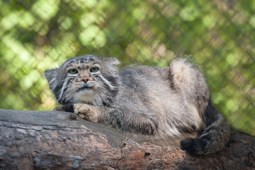 Naklejka na ściany i meble Pallas's cat (Otocolobus manul). Manul is living in the grasslands and montane steppes of Central Asia. Portrait of cute furry adult manul. Instinct to hunt