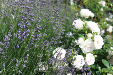 Lavendel und weiße Rosen 