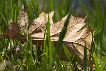 Brown Oak Leaf in the Grass
