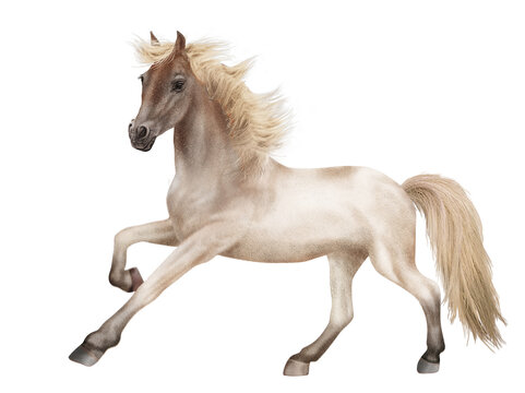 cheval, licorne, animal, fantaisie, blanc, étalon, tête noir, poney, photo, crin, illustration, poulain, chevalin, 3d, fond blanc, jument, debout, premier pas, féérique, andalou, pur, galop, amoureux 
