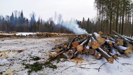 Logs in the forest in the snow and smoke