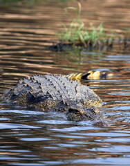 Close up of a crocodile in the Chobe River, Botswana
