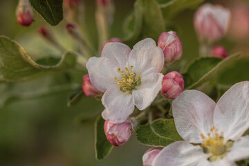 Delicate pink and white apple blossom. Spring holiday card