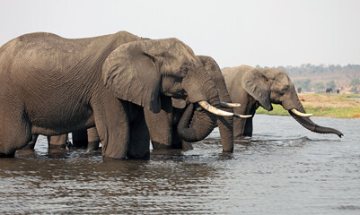 Herd of elephants in the Chobe river, Botswana
