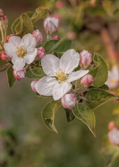 Fototapeta na wymiar Delicate pink and white apple blossom. Spring holiday card