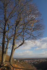 Pfalzblick von der Limburg