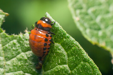 Fototapeta premium Colorado potato beetle larvae eats potato leaves, damaging agriculture