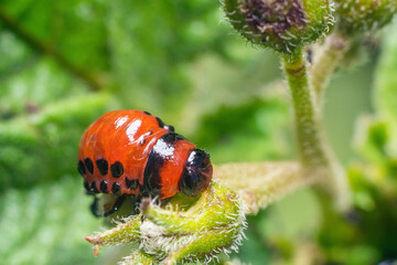 Colorado potato beetle larvae eats potato leaves, damaging agriculture