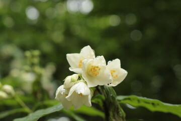 Summer rain drops remained on delicate white jasmine petals