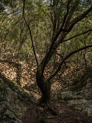 Fototapeta premium Es Freu (Orient), hiking area near the village of Bunyola on the balearic island of mallorca, spain