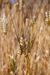 Ears Wheat, grain, siclian anciente grain