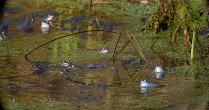 Blue males of the  moor frog (Rana arvalis) in the pond