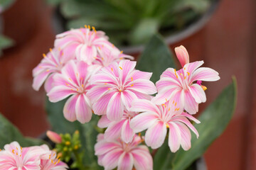 Blooming flowers with dew flowers and green leaves，Lewisia cotyledon