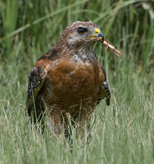 Red-shouldered Hawk (Buteo lineatus) sitting in tall grass with fresh caught brown grasshopper in...