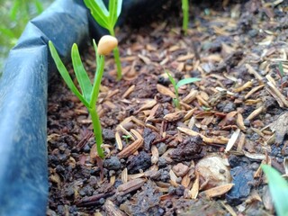 blue hyacinth flower