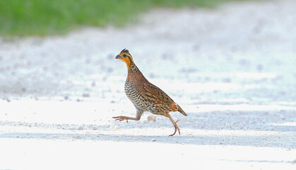 northern bobwhite female,  (Colinus virginianus) running across white sand and gravel road