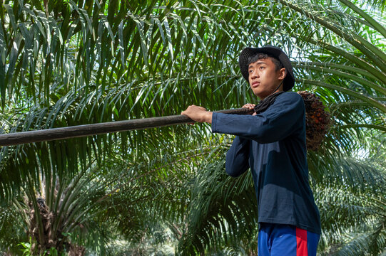 Young Asian farmer harvest oil palm. Portrait traditional farmer carry away oil palm fruit.
