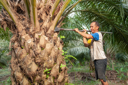 Senior traditional asian palm oil farmer pruning palm oil fronds with cutting tool