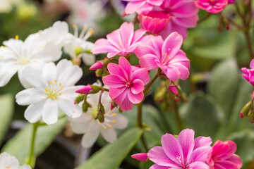 Blooming flowers with dew flowers and green leaves，Lewisia cotyledon