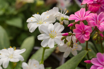 Naklejka na ściany i meble Blooming flowers with dew flowers and green leaves，Lewisia cotyledon