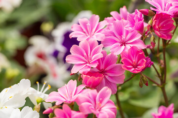 Blooming flowers with dew flowers and green leaves，Lewisia cotyledon