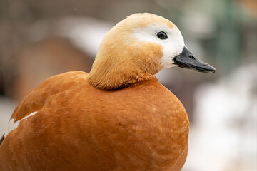Ducks on the pond in the park. Duck head close up. Bird portrait.