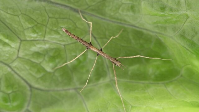 stick insect Medauroida extradentata, family Phasmatidae. Newly hatched, size 1.5 cm, on green leaf. Disguises itself as a twig, which allows it to hide from predators. It feeds on plants.
