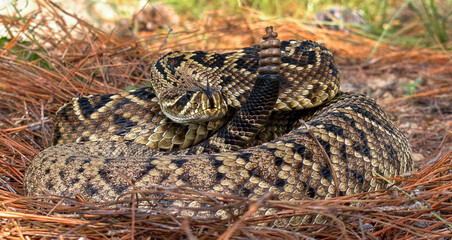 eastern diamondback rattlesnake (crotalus adamanteus) coiled in strike pose, tongue out and up, rattle next to head, on long leaf pine tree needles