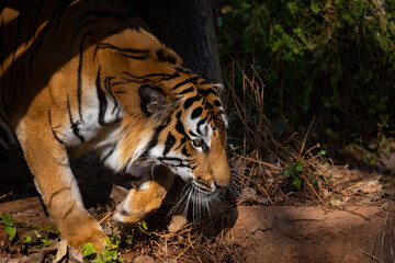 Fototapeta premium tiger wildlife mammal predator, wild carnivore animal, bengal tiger showing in zoo