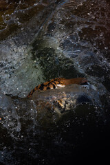tiger wildlife mammal predator, wild carnivore animal, bengal tiger showing in zoo