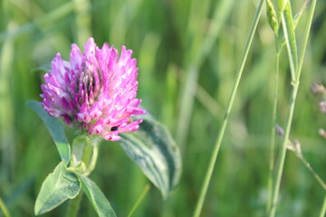 Flower stable white purple against the green grass summer day